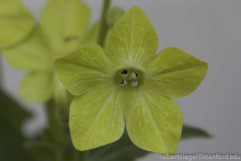 tobacco flower